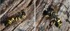 Ectemnius sp.